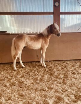 Pflegebeteiligung Haflinger Jungpferd zu vergeben Erlangen, Stefan , Horses For Sale, Erlangen 