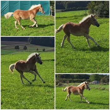 Haflinger fohlen, Marina Frank , Horses For Sale, Ulm