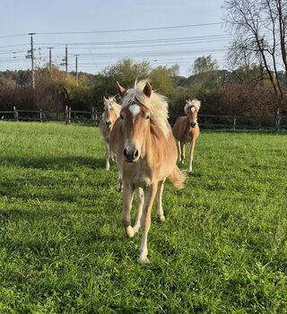 Haflingerjunghengst zu verkaufen, Sabine, Horses For Sale, Ybbs