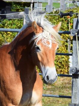 Haflingerjährling abzugeben!, Marina Kienast, Pferd kaufen, Stronsdorf