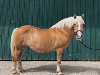 Haflingerstute sucht neues Zuhause!, Felizia Schleiff, Horses For Sale, Nordkirchen 