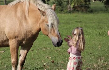Haflingerstute „Tiffy“ sucht ein schönes Zuhause, Lucy, Horses For Sale, Loddin