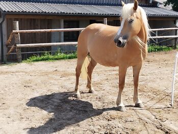 Haflingerstute 5 Jährig eingeritten, Elisabeth Witzmann , Pferd kaufen, Waldkirchen