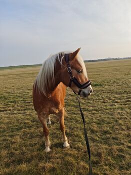 Haflingerstute, Janine, Pferd kaufen, Taucha