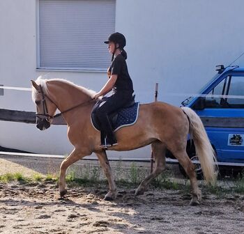 Haflingerstute ❤️