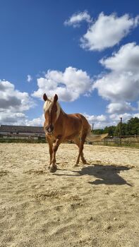 Haflingerstute sucht liebevolles Zuhause als Beistellpferd, Jaqueline, Horses For Sale, Wöllstadt