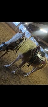 Haflingerstute zu verkaufen