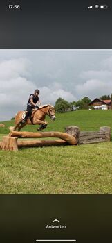 Haflingerstute Verlasspferd, Brigitte , Pferd kaufen, Biberbach 