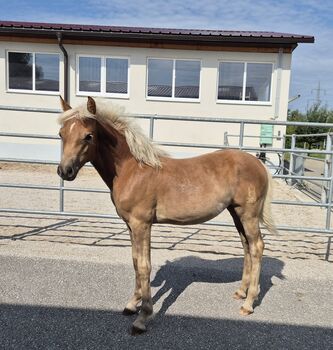 Haflingerstutfohlen mit sehr viel Mähne, Flocke am Kopf, dunkle Farbe sucht  ab September ein neues, Sabine, Pferd kaufen, Ybbs