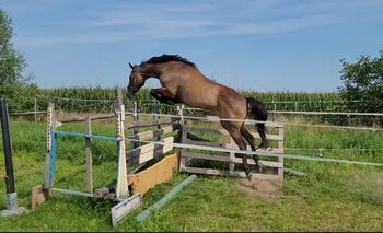 Halbblutstute, Wolfram Grunwald , Horses For Sale, Altlüdersdorf 