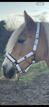 Halfter Eskadron Platinum weiß Cob/Vollblut Eskadron