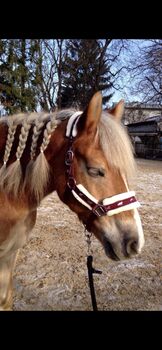 Halfter in  Bordorot , Größe: Pony, Susanna Scheuermeyer, Halters, München