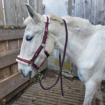 Halfter mit strick set felix bühler  VB Cob neu, Felix bühler , Powerhorse, Halters, Ziemetshausen