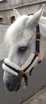 Pony Fellhalfter