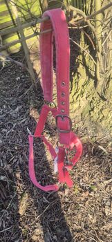 Halfter von waldhausen, Waldhausen, Katja, Halters, Berlin