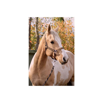 Halfter-Set "Starlet" bronze Größe Cop, Halfter-Set, Una (Horse-design), Halters, Rot am See