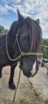 Reit-Knotenhalfter mit Zügeln