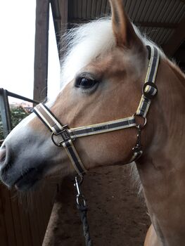 Halfter gelb-braun, Eskadron Halfter , Anette Lindskov Bartels , Halters, Uetersen