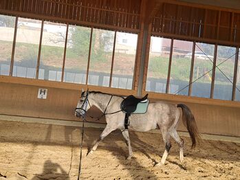 Halb Lipizaner, Petra Jentetics , Horses For Sale, Petzelsdorf in der Weststeiermark