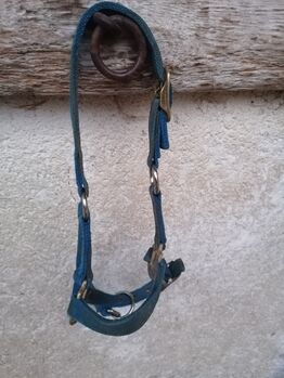 Hamilton Halfter Fohlen, Sunbeam Ranch! , Halters, Kaufbeuren 