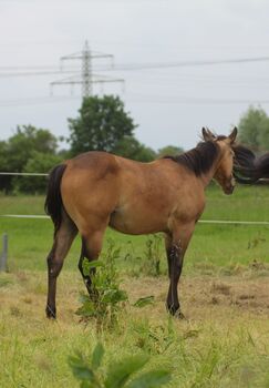 Hancock meets Cowhorse - eine QH Stute, die begeistert