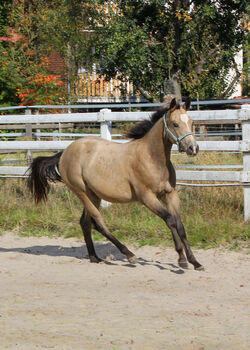 Hancock meets Cowhorse - eine QH Stute, die begeistert, Kerstin Rehbehn (Pferdemarketing Ost), Pferd kaufen, Nienburg