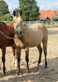 Hancock meets Cowhorse - eine QH Stute, die begeistert