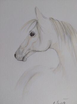 Pferd Weiss Zeichnung handgemalt