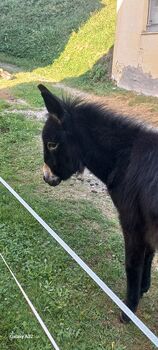 Handaufgezogene Eselstute, Wölfler Cornelia, Pferd kaufen, Weißkirchen in der Steiermark 