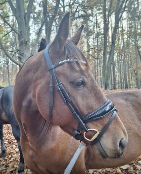 Hübscher 5 Jähriger Wallach, Juliane, Horses For Sale, Schwielowsee 