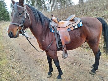 Hübscher Araber Hengst