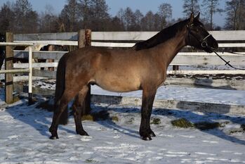 Hübscher buckskiner 6 j. Wallach, 157 cm