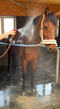 Hübscher Wallach sucht neue Herausforderung, RaEl, Horses For Sale, Rot am See