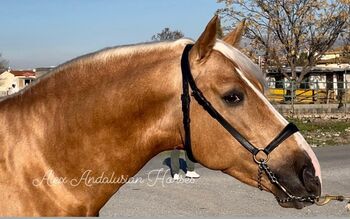 Handsome PRE Palomino / Clean XRAYS / Piro FREE, Alex , Horses For Sale, berlin