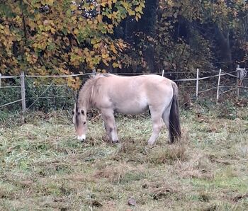 Hannes sucht ein neues passendes Zuhause