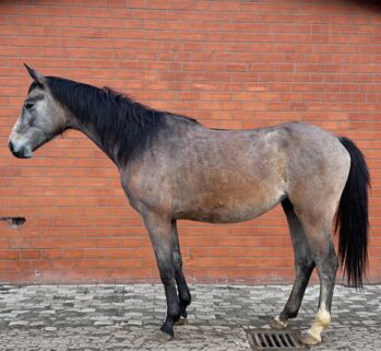 Hannoveraner , Stute , 2 Jährig ,Springabstammung