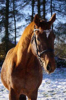 Hannoveraner Stute, Manuela Walter , Horses For Sale, Vaalermoor