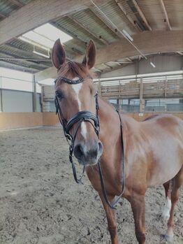 Verkaufe Hannoveraner Stute mit viel Potenzial und Herz!, Ivonne, Horses For Sale, Bassum