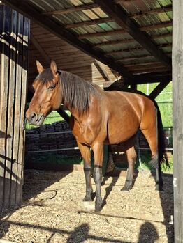 ❤️ Hannoveraner-Wallach (13 J.) – zuverlässiger Freizeitpartner mit Herz sucht Für-immer-Zuhause, Jennifer Kraft  (Physiotherapie Kraftpaket ), Horses For Sale, Rimbach