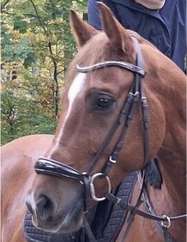 Hannoversche Trense mit Lack, Claridge House, Celina Wulff, Bridles & Headstalls, Verden