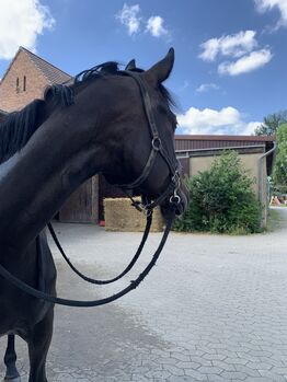 Hannoveraner Stute als reitbarenbeisteller!, Giovanna, Horses For Sale, Laatzen