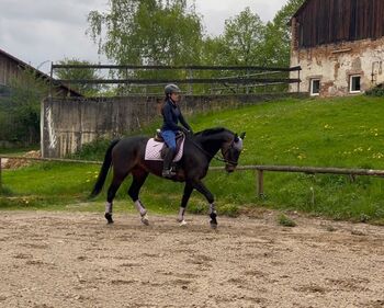 Hannoveraner Stute ca. 1,69m, 14 Jahre, Freizeit/ Zucht, Lena Brusch, Horses For Sale, Kalbe (Milde)