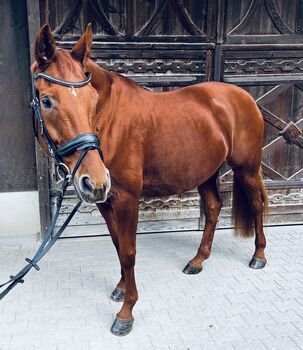 Hannoveraner Stute – elegante Partnerin für Dressur & Zucht, Samantha Wiry, Horses For Sale, Dettenheim