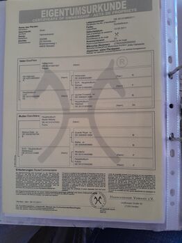 Hannoveranerstuten, Kleinschmidt , Pferd kaufen, Weinbach