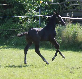 Hannoveraner Hengstfohlen von Fürst Bellisaro, M.A, Horses For Sale, Schiffdorf 