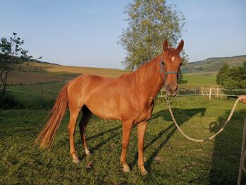 Hannoveraner Wallach (4Jahre), Anni, Horses For Sale, Herscheid