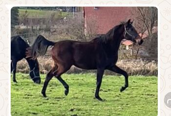 Hannoveraner Stutfohlen, Michaela aldag, Horses For Sale, Rolfshagen