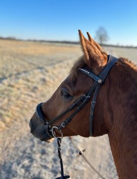 Hannoversche Trense mit Lack Claridge House