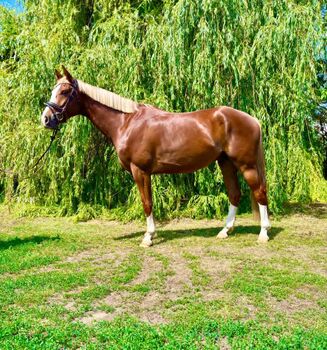 Hanoverian, 4 years old, gelding, chestnut, Tamara Radakovic, Horses For Sale, Bergisch Gladbach