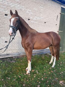 Hannoveraner Wallach abstammend von In my Mind x Depardieu, Pferdevermittlung Leus (Pferdevermittlung Leus ), Horses For Sale, Indersdorf